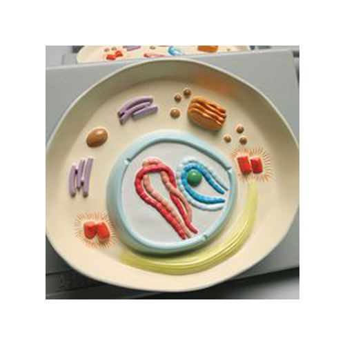 Cell Meiosis Model