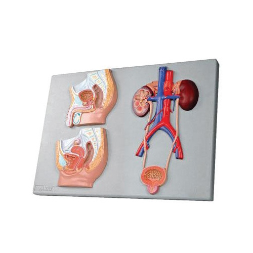 Median Section of Male & Female Urinary Tracts