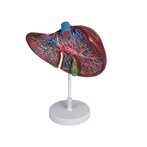 Liver Section With Gall Bladder