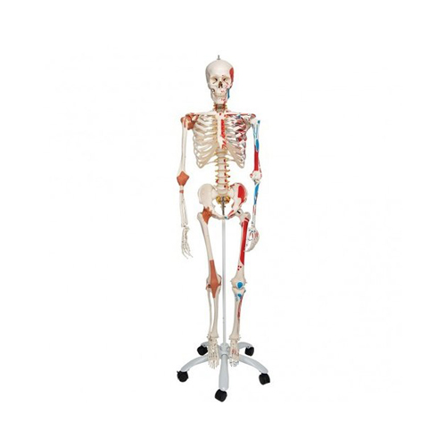 Articulated Human Skeleton