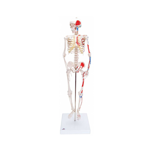 Human Muscular Skeleton Hanging
