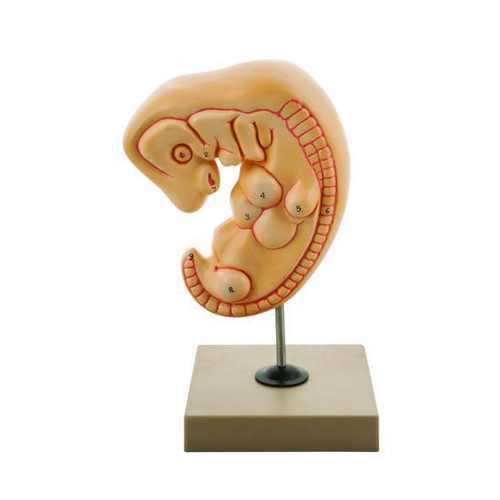 Human Embryo 4-Week Old