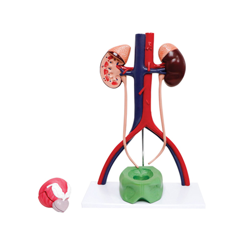 Urinary System 5 Parts