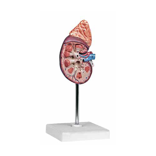 Kidney with Adrenal Gland 3X life size