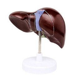 Liver, Life Size