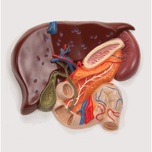 Liver With Gallbladder, Pancreas & Duodenum