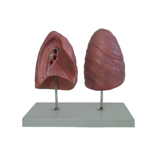 Left And Right Lung