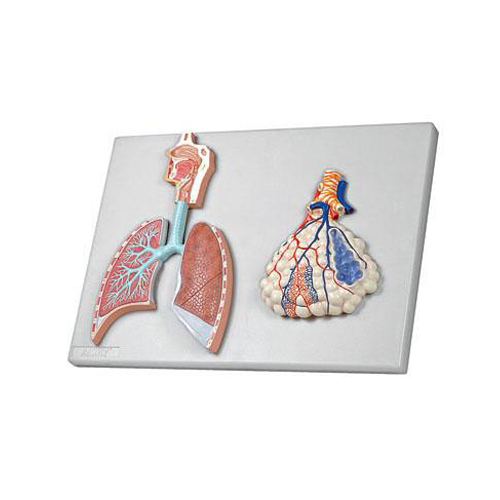 Human Respiratory System with Magnified Alveolus