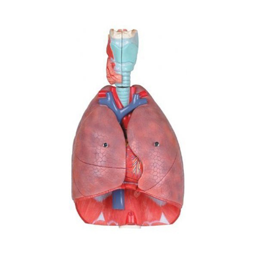 Human Respiratory System 7 Parts