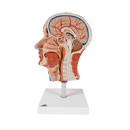 Median Section of Head Relief Model
