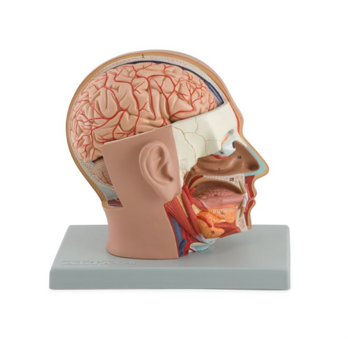 Head Dissection 4 Parts